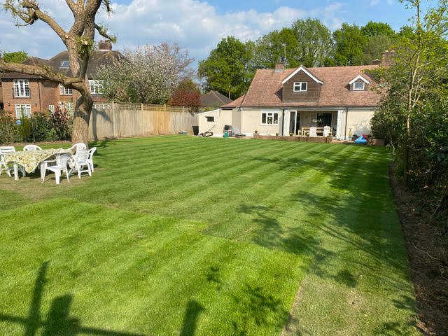 Gardener laid turf but still patchy