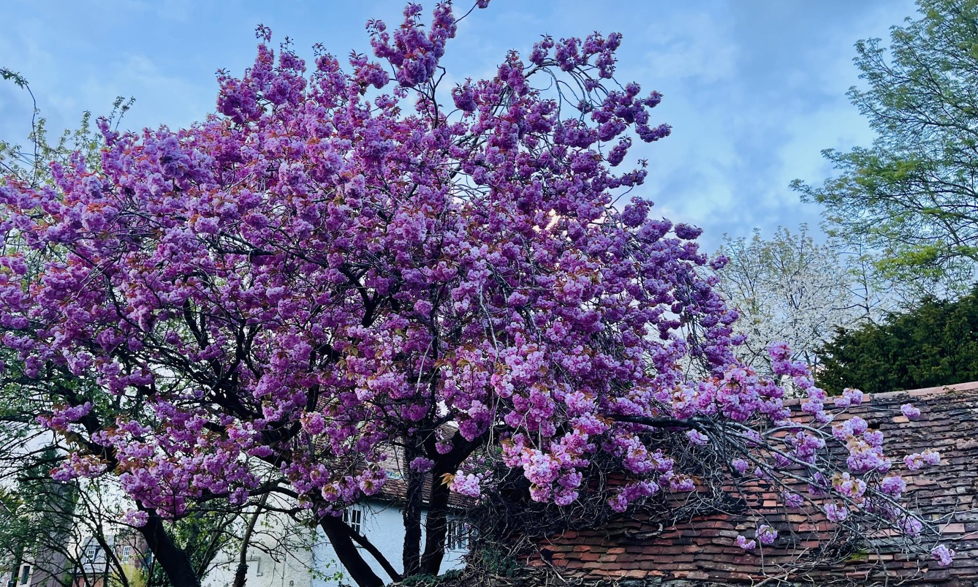 Spring blossom in full bloom